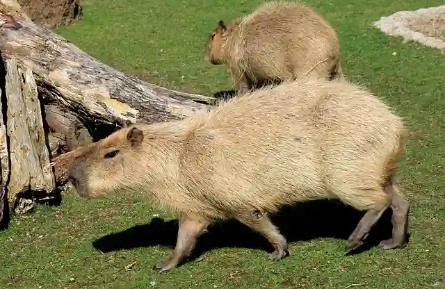 Can You Own a Capybara in Arizona