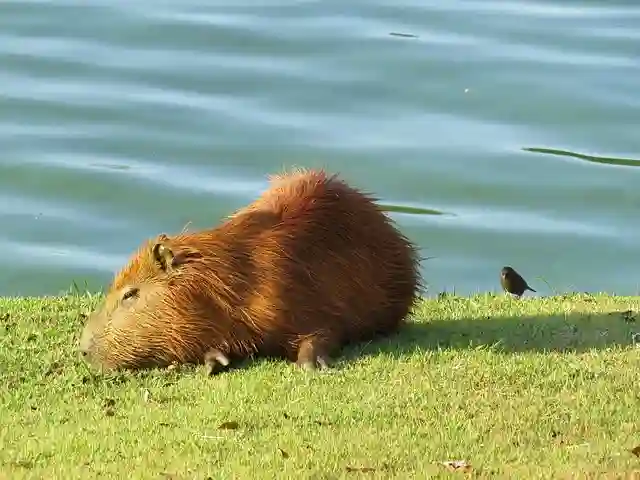 Why Is My Capybara Sad