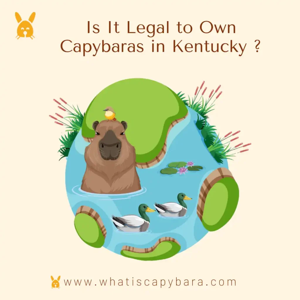 Own a Capybara in Kentucky