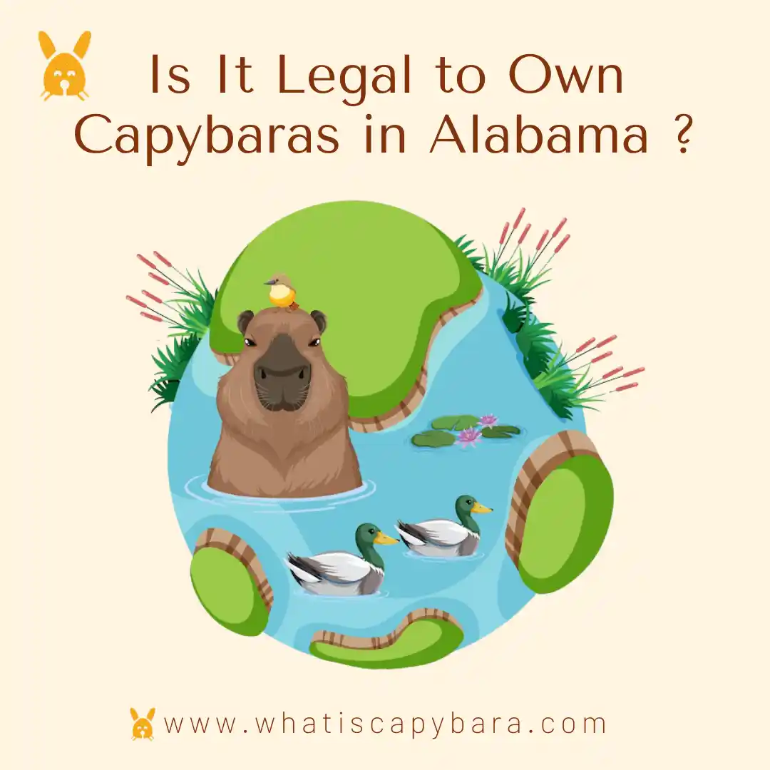Own a capybara in Alabama
