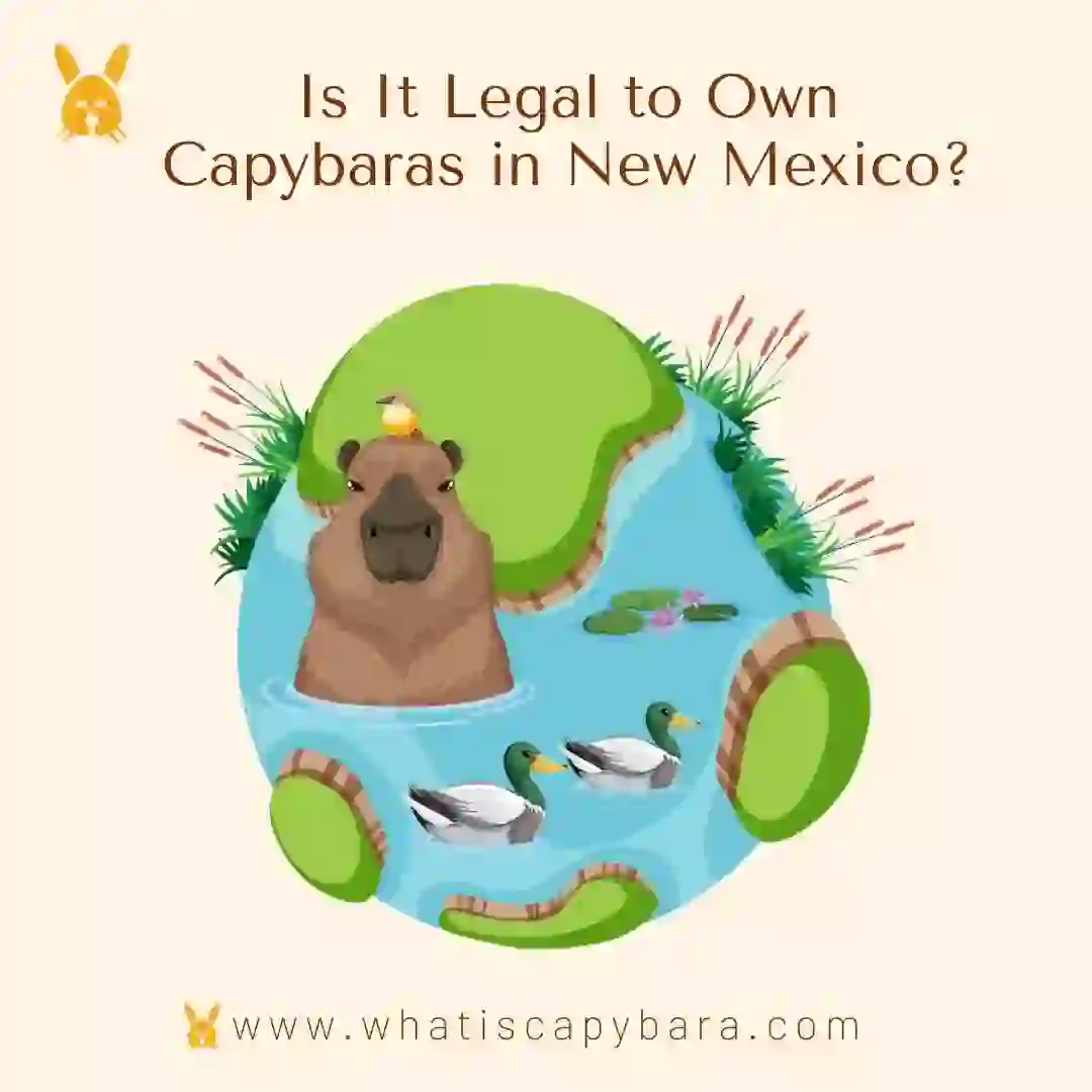 Own a Capybara in New Mexico