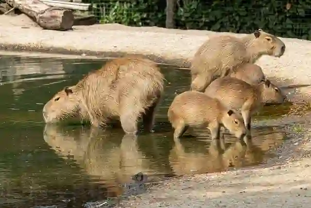 Own a Capybara in Connecticut