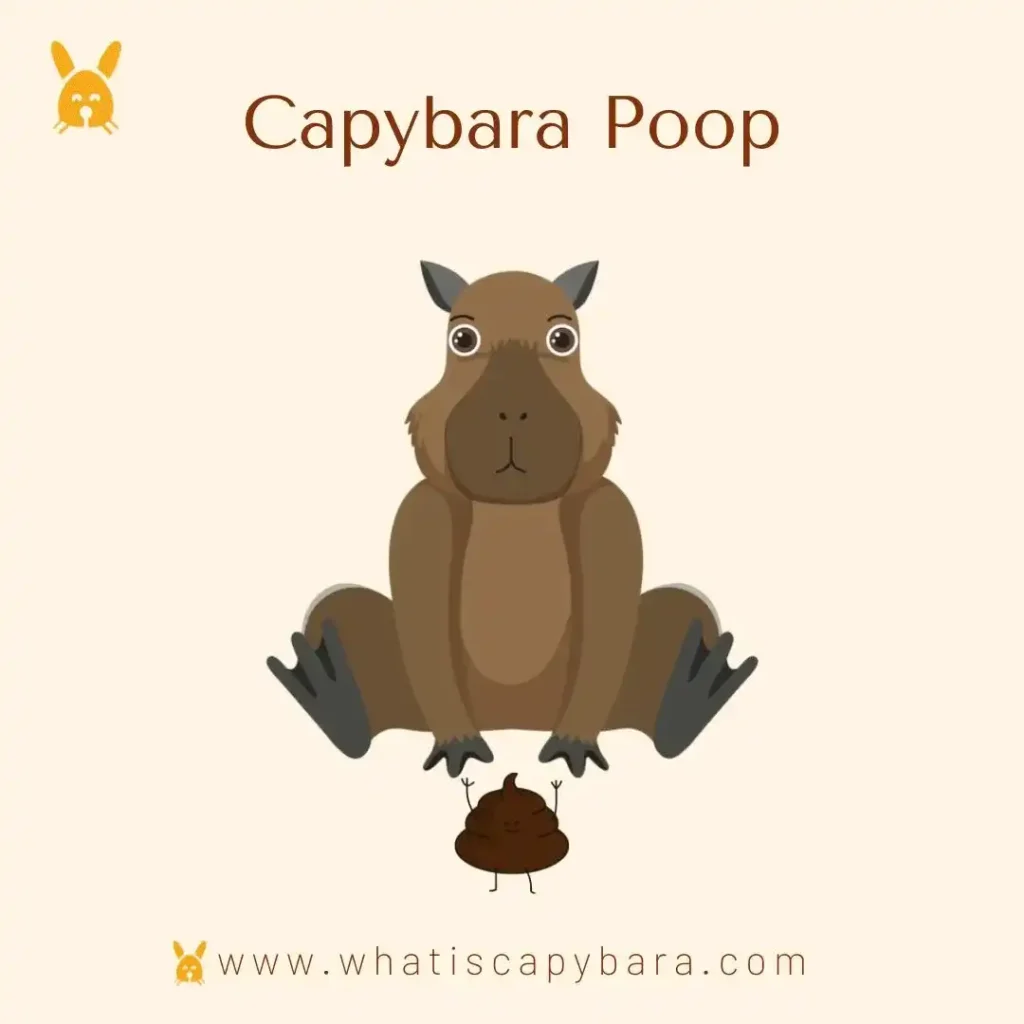 Capybara Poop