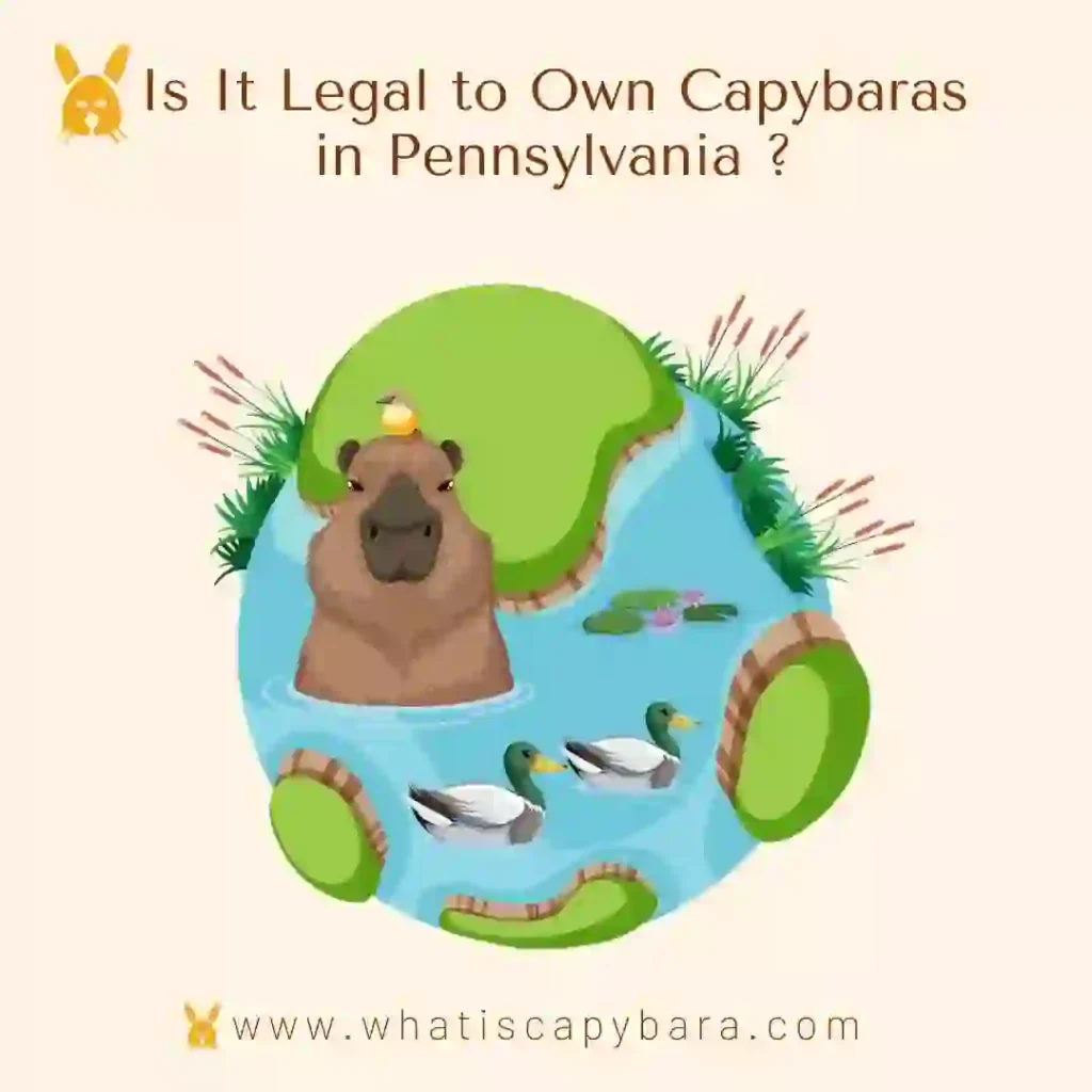 Own a Capybara in Pennsylvania