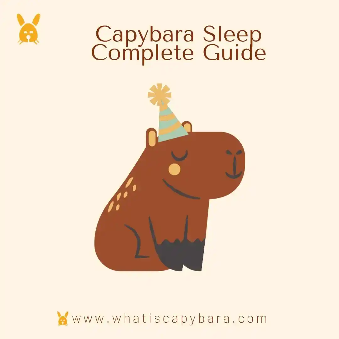 capybara sleep