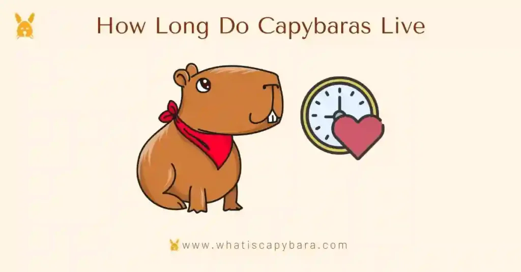 Capybara lifespan, How Long Do Capybaras Live