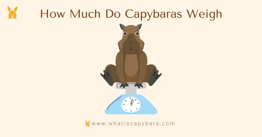 How Much Do Capybaras Weigh, Capybara Weight