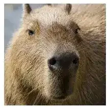 How Long Can Capybaras Hold Their Breath